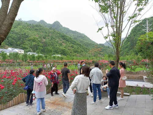 十堰市乡村旅游发展攻略，打造特色，吸引游客，共谋振兴
