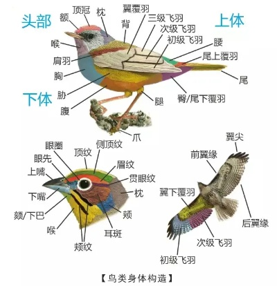 乡村鸟儿养护指南，视频讲解下载全攻略