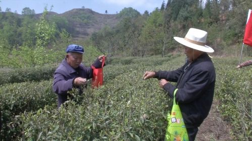 让乡村焕发生机—探索乡村致富之路