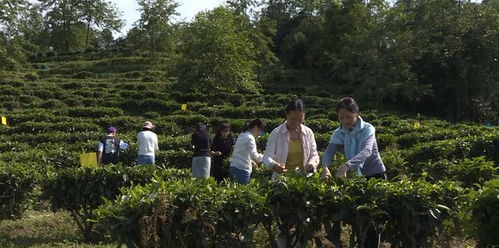 宜宾乡村公路规划，因地制宜，助力乡村振兴