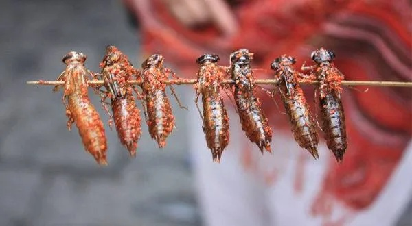 虫子零食，你敢尝试吗？揭秘虫子零食品牌背后的故事