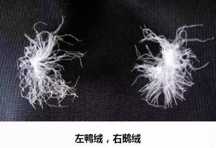 鹅绒被与鸭绒被保暖大比拼，谁才是冬日里的温暖守护者？