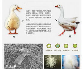 鹅鸭绒被价格大揭秘，品质与价格的完美平衡