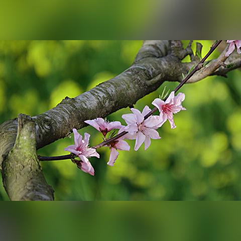 乡村四月画意浓—如何制作乡村四月图画视频教程