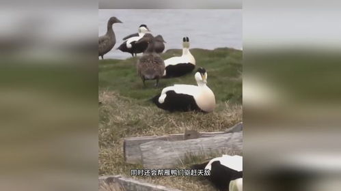 冰岛雁鸭绒被，温暖你的每一个夜晚，品质生活从这里开始