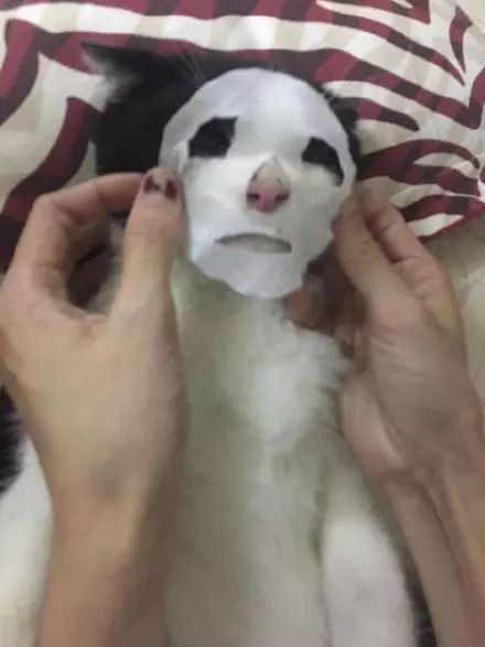 喵星人专属美容秘籍—盘点几款喵咪面膜推荐品牌