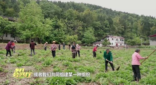 乡村治理，探索与实践—多维视角下的乡村发展之路