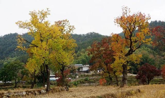 十月鄂东乡村的秋日天气，暖阳与微凉的完美邂逅