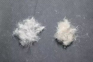 探寻优质鸭绒被的秘密，哪里产出的鸭绒被更胜一筹？