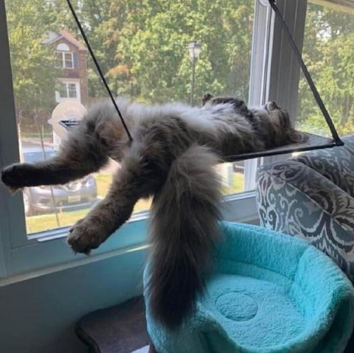 猫咪盖上鸭绒被，温馨治愈的瞬间！