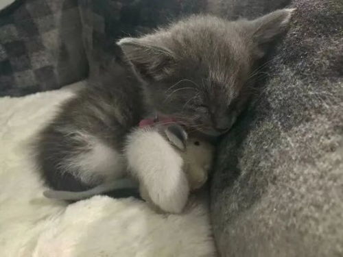 猫咪盖上鸭绒被，温馨治愈的瞬间！