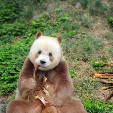 熊猫直播美颜大揭秘，轻松开启你的美丽直播之旅！