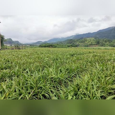 如何抓好乡村两级党建工作—实战攻略与案例分析