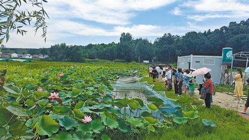 建筑设计在乡村振兴中的巧思与力量—助力乡村焕发新活力
