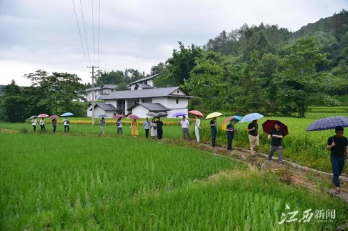 建筑设计在乡村振兴中的巧思与力量—助力乡村焕发新活力