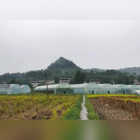 如何打造乡村银行业务范围，拓展服务，助力乡村振兴