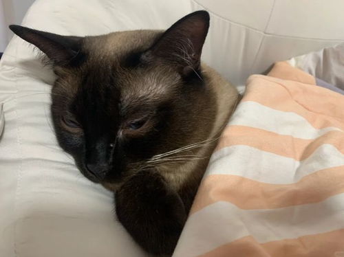 猫咪盖鸭绒被，温暖还是负担？