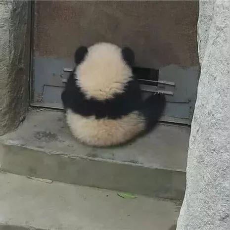 熊猫直播分类修改全攻略，轻松提升直播效果，吸引更多粉丝！