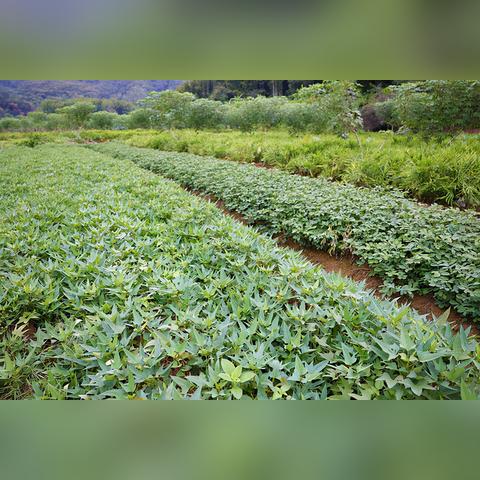 乡村小路，如何用图片和视频记录那抹温馨与宁静