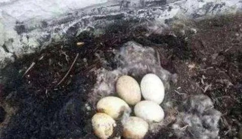 揭秘鸭绒被烧给死人的真相，是迷信还是科学？
