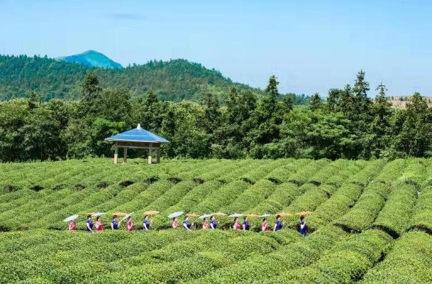 打造精品乡村旅游服务，让乡村游焕发新活力