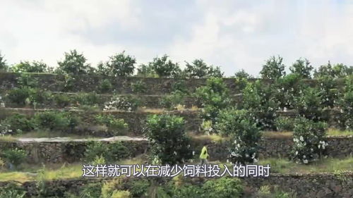 乡村的树—我的绿色朋友