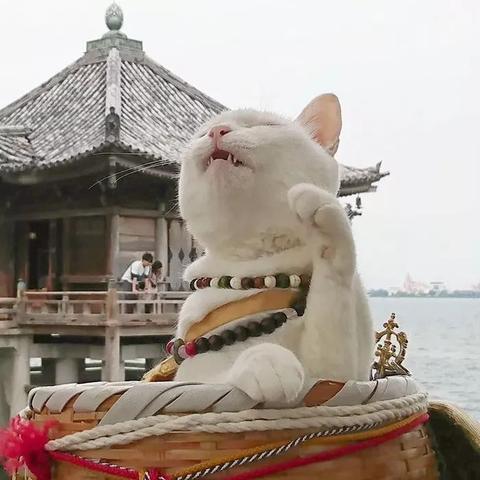 揭秘超级贵的猫咪零食品牌，价格背后的故事与魅力