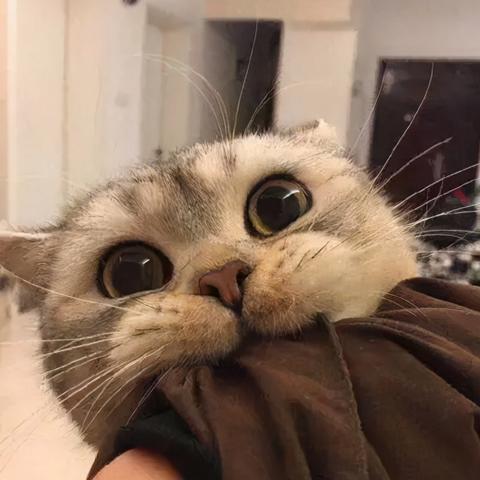 揭秘超级贵的猫咪零食品牌，价格背后的故事与魅力
