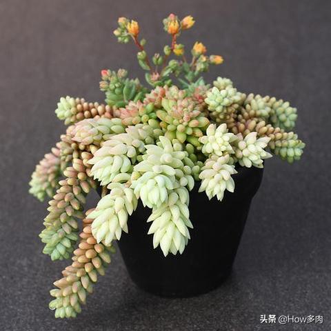 乡村的树—我的绿色小伙伴