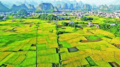 乡村祥和景象，一幅美丽的画卷