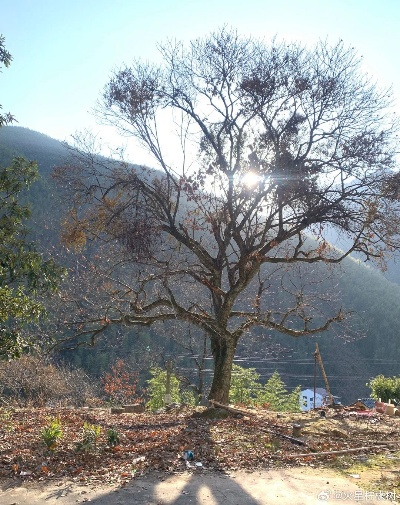 乡村的树，见证岁月，守护家园