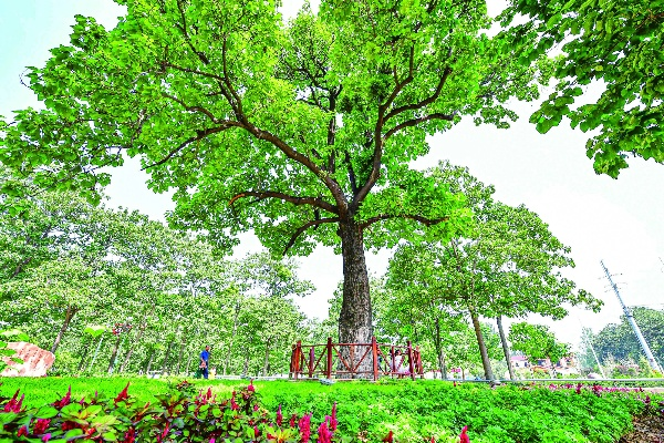 乡村的树，见证岁月，守护家园