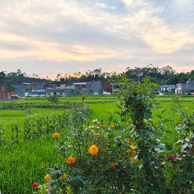 乡村美景如画，我的家乡多娇美
