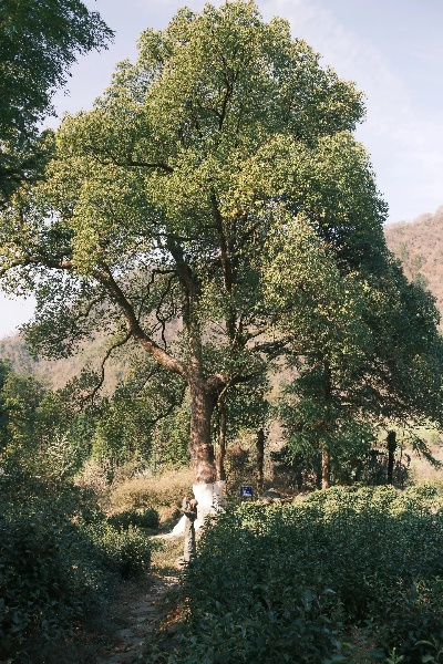 乡村的树，见证岁月，守护家园