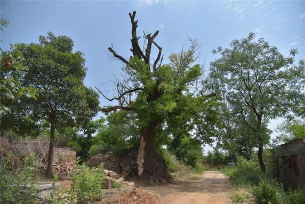 乡村的树，见证岁月，守护家园