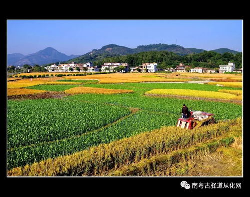 走进美丽乡村，感受田园风光—二年级下册乡村主题作文