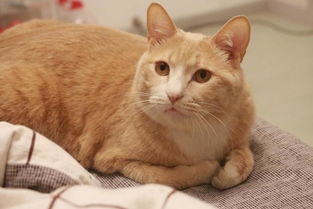 猫咪零食大揭秘，送猫友的最佳礼物清单