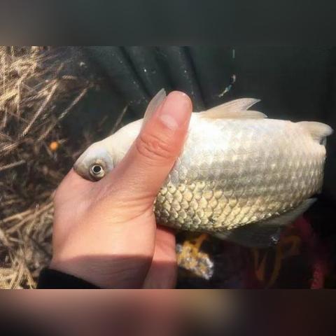 手机YY直播放视频全攻略，轻松实现视频直播，让你的直播更有趣！