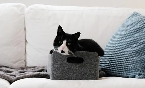 如何让品牌沙发远离猫爪痕迹，防猫抓攻略全解析