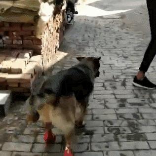 养狗达人必备！盘点热门养狗玩具套装品牌及推荐