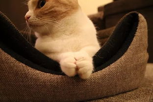 猫咪无噪声玩具品牌大盘点，安静陪伴，快乐无限