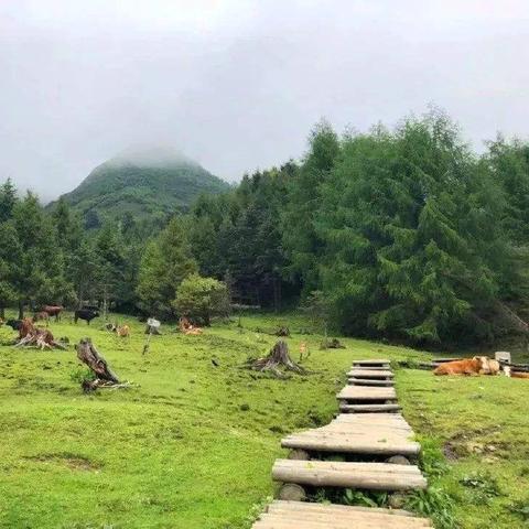 雅安茶叶品牌店探秘，品味川西茶韵，邂逅茶香四溢的时光之旅