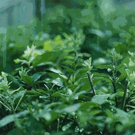 雨中乡村，镜头下的诗意画卷—下雨天乡村视频拍摄指南