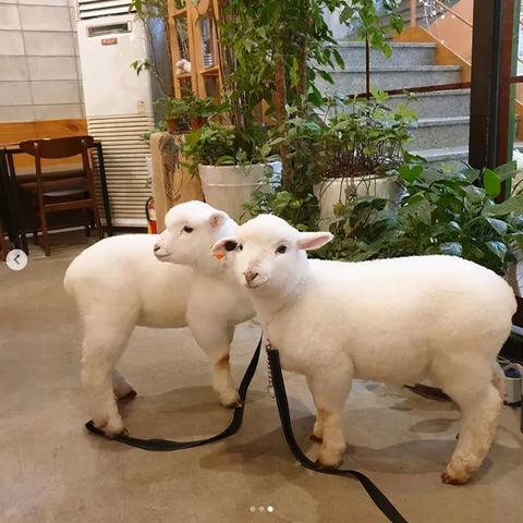 羊小咩享花卡的6个实用技巧