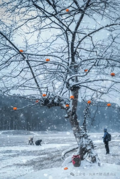 乡村雪景视频拍摄攻略，捕捉冬日里的诗意瞬间