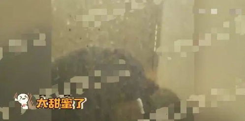 揭秘苏州白条秒回的神秘面纱