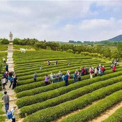茶叶品牌大比拼，哪个品牌最好用？
