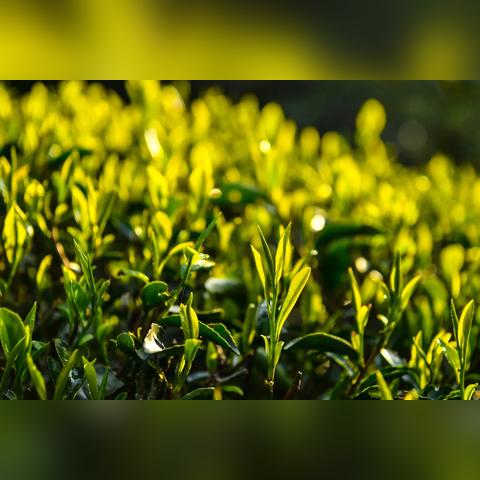 茶叶品牌大比拼，哪个品牌最好用？
