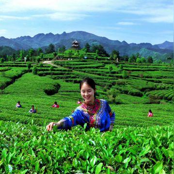 茶叶品牌大比拼，哪个品牌最好用？
