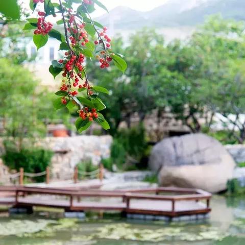 走进美丽乡村，感受田园风光—我的乡村之旅